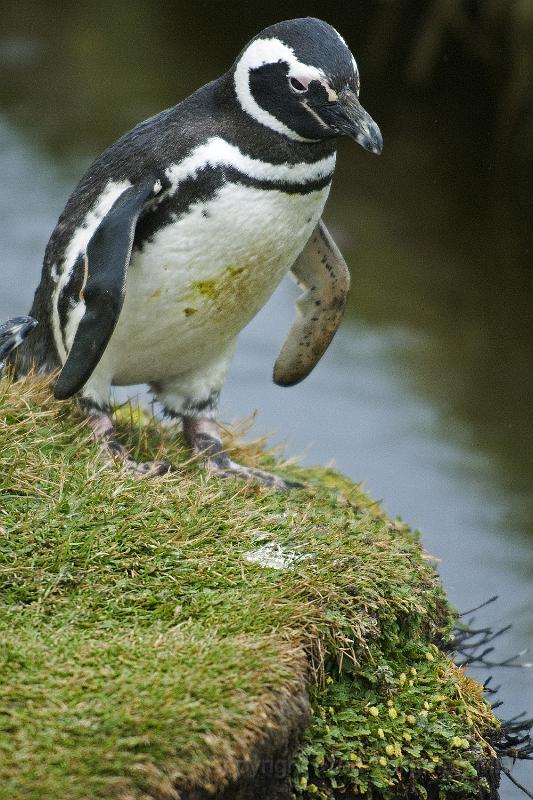 20071214 111022 D200 3900x2600.jpg - March of the Penguins, Otway Sound, Puntas Arenas, Chile